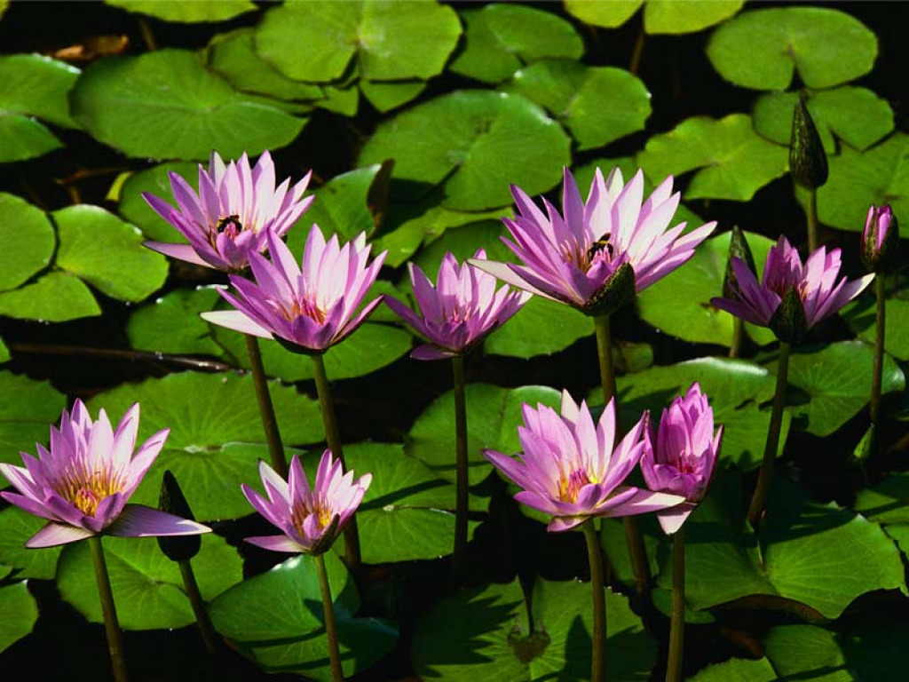 Water lilies jigsaw puzzle in kay brandt puzzles on TheJigsawPuzzles.com